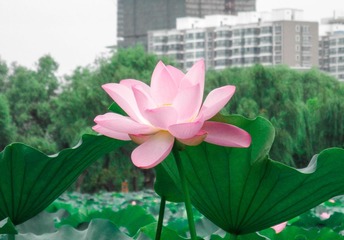 P7270016.jpg