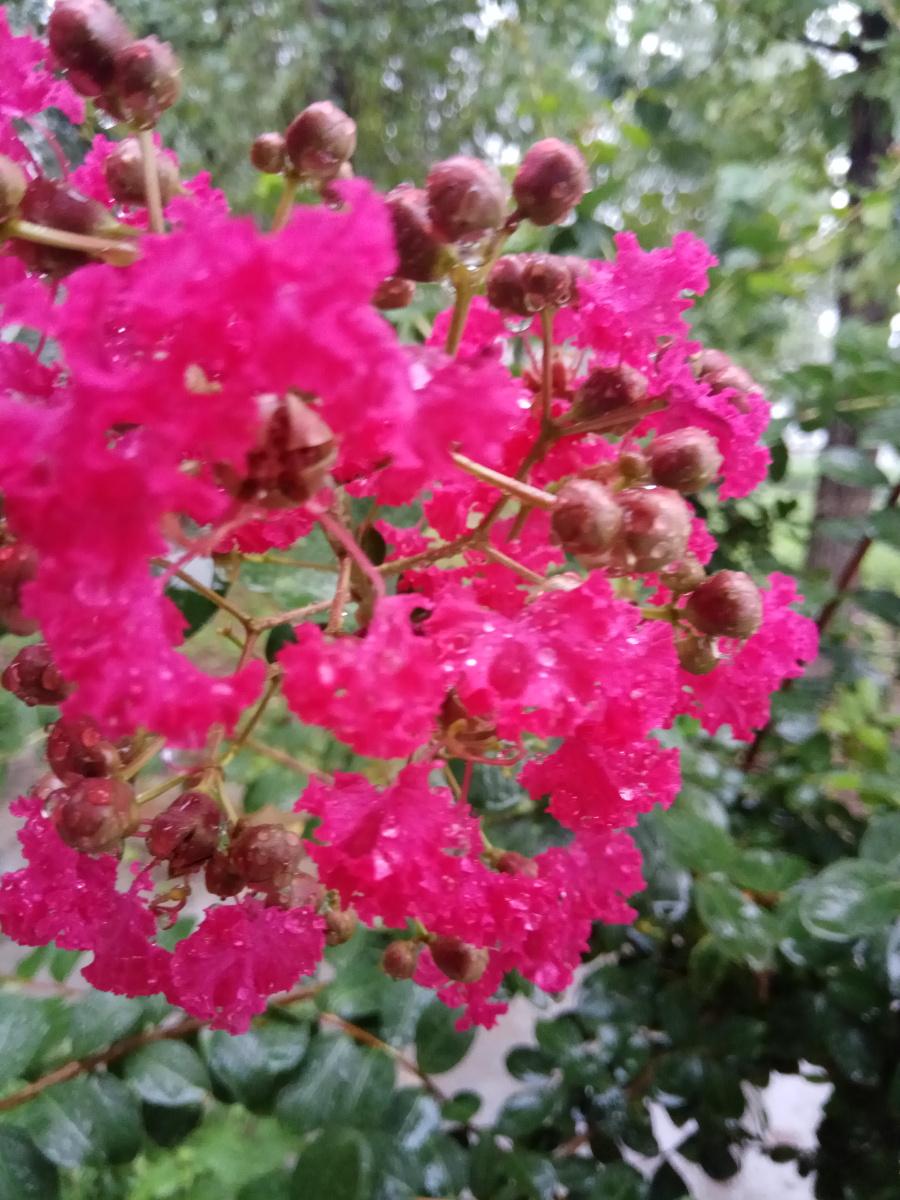 细雨蒙蒙百日红 - 栀子花开487 - 图虫