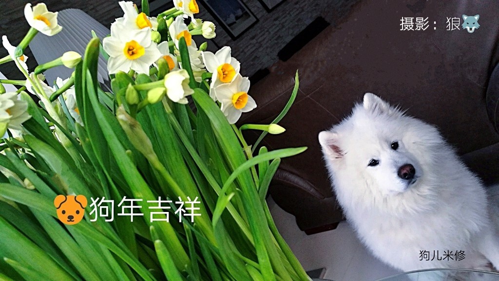 狗儿米修