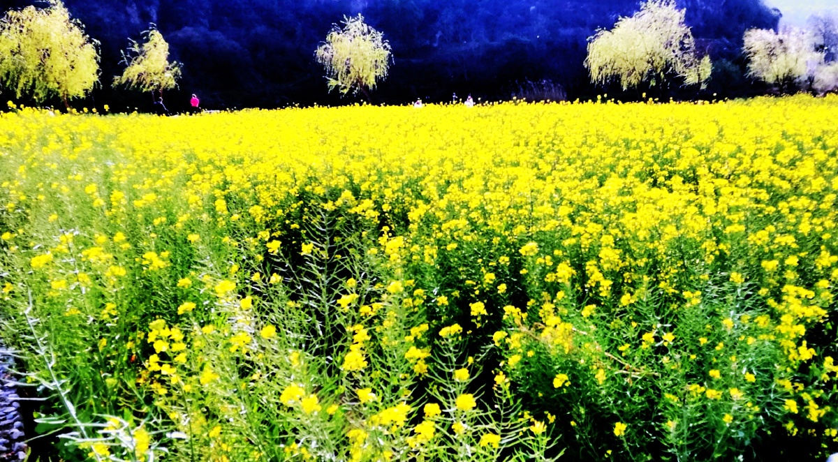 《春意盎然十里花》