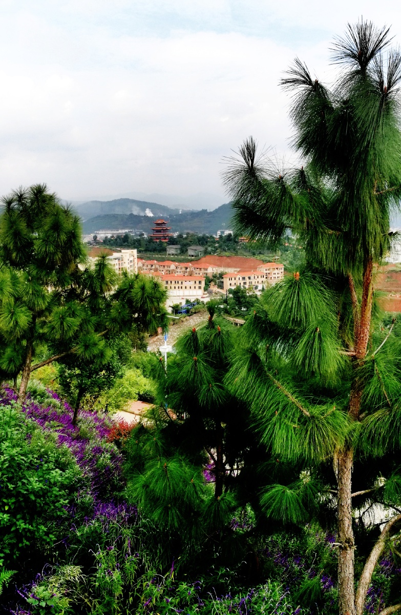 山珍菌乡易门县