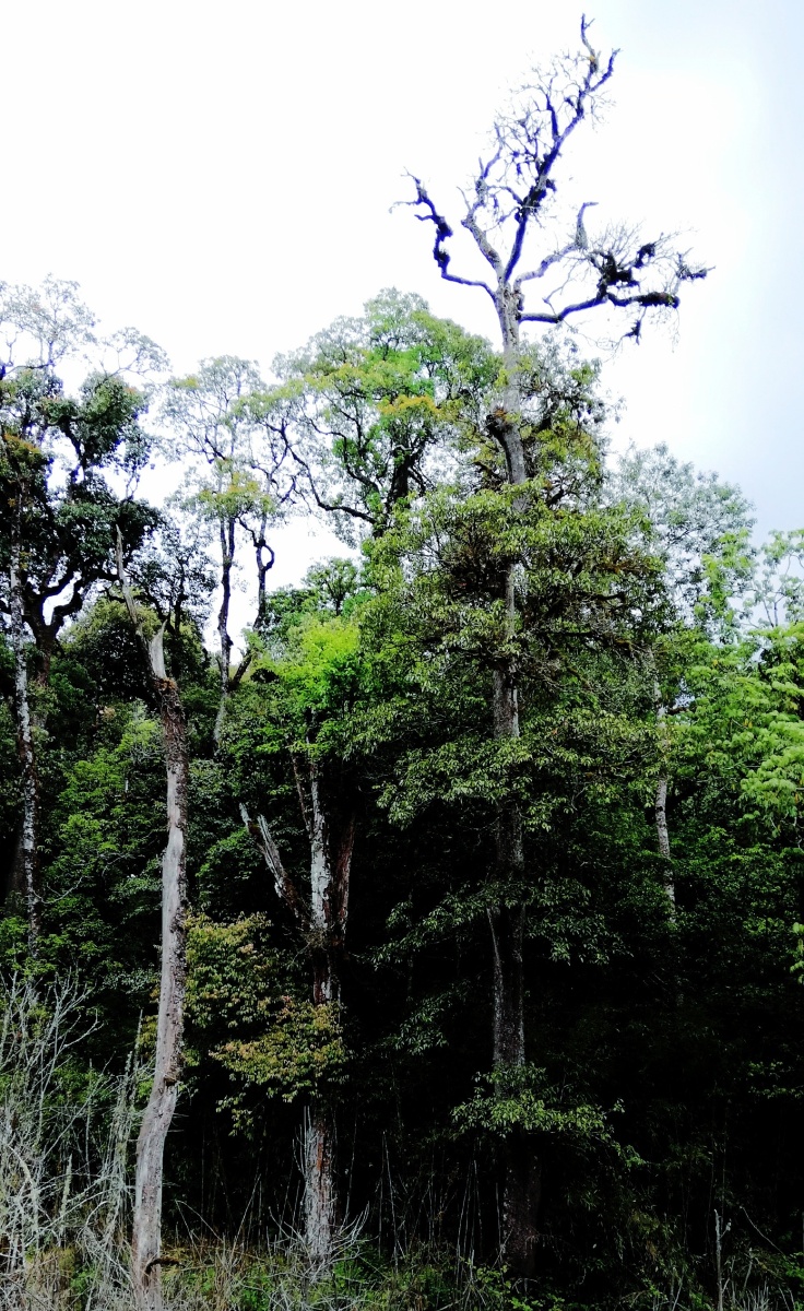 千年森林原生态