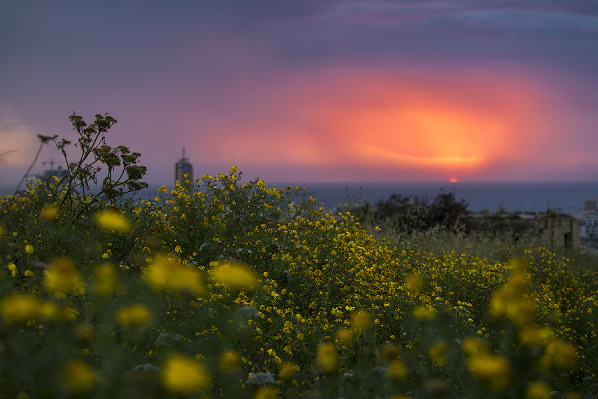 晨光初现清晨的朝霞映红了天边盛开的花朵沐浴着火红的霞光美丽的春天