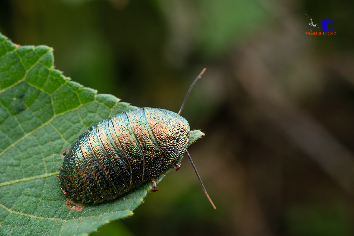 球蠊- 闲人老黎 - 图虫网 - 优质摄影师交流社区