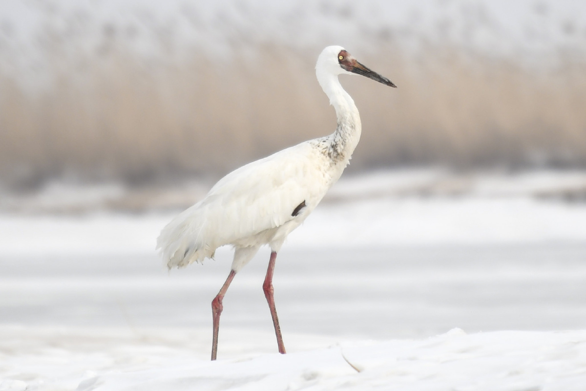 国家一级保护动物白鹤