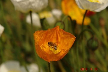 905903