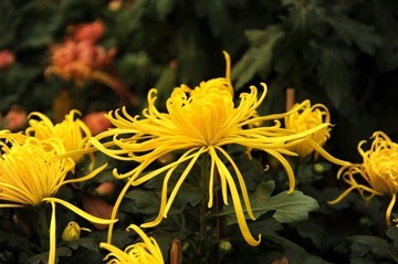 菊花1-1