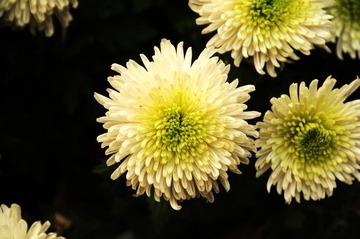 菊花1-2