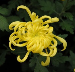 菊花1-3