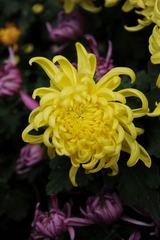 菊花1-4