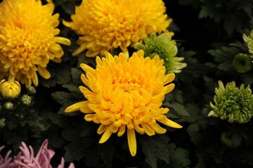 菊花1-5