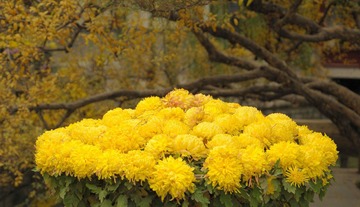 秋日菊团
