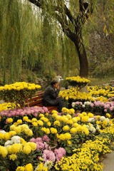 花海孤单人