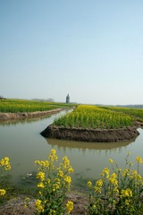 油菜花海