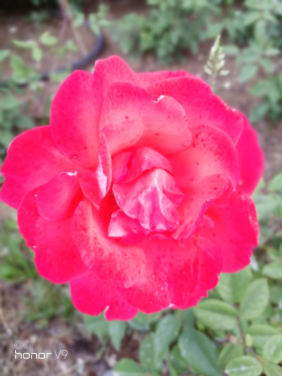 点赞是美德,打赏是鼓励打赏还没有人打赏,快来当第一个打赏的人吧