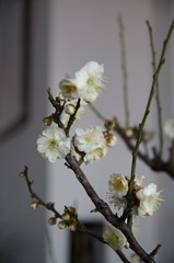 DSC08453.JPG