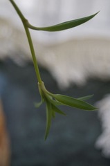 DSC08987.JPG