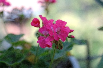 DSC_02541.jpg
