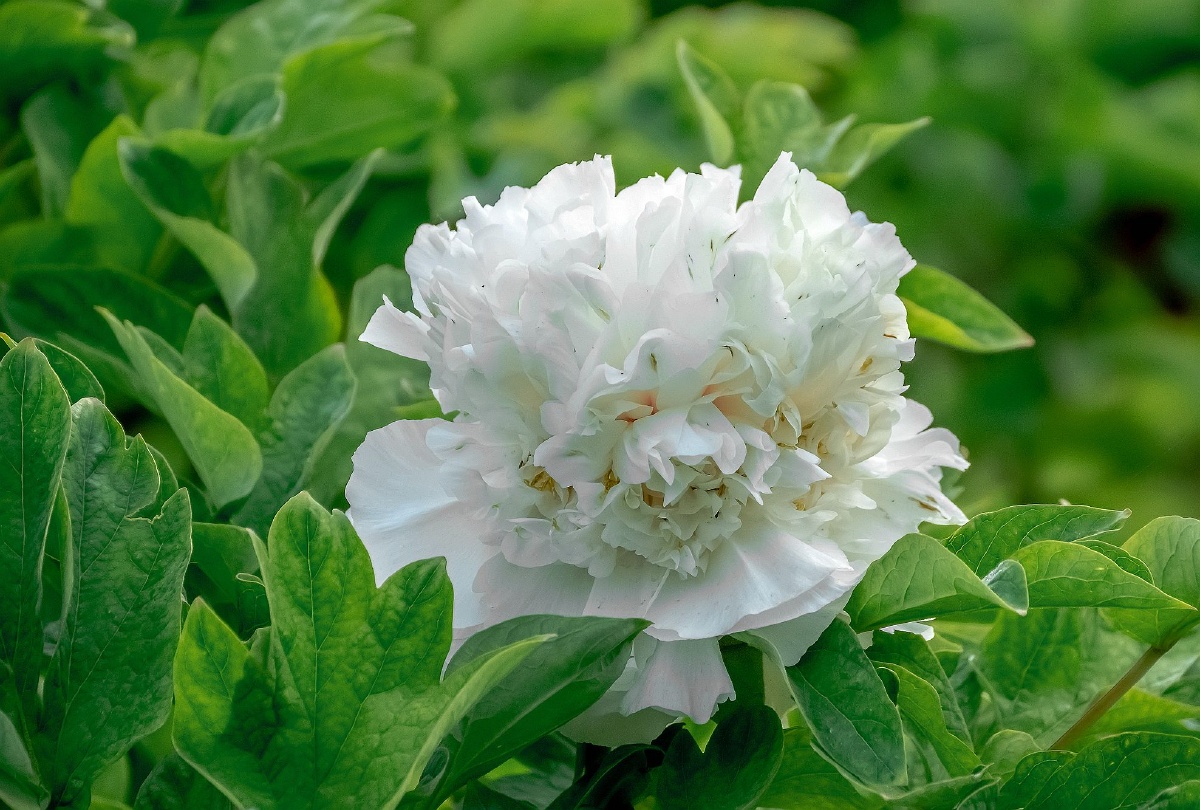 白色系的牡丹花