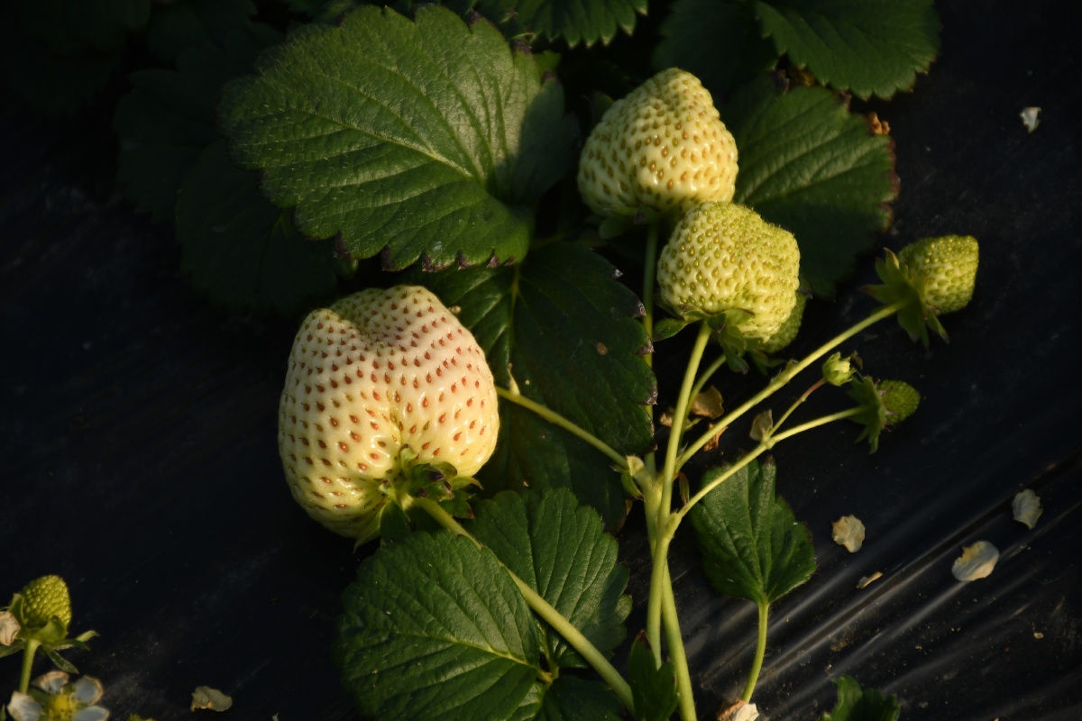 白草莓