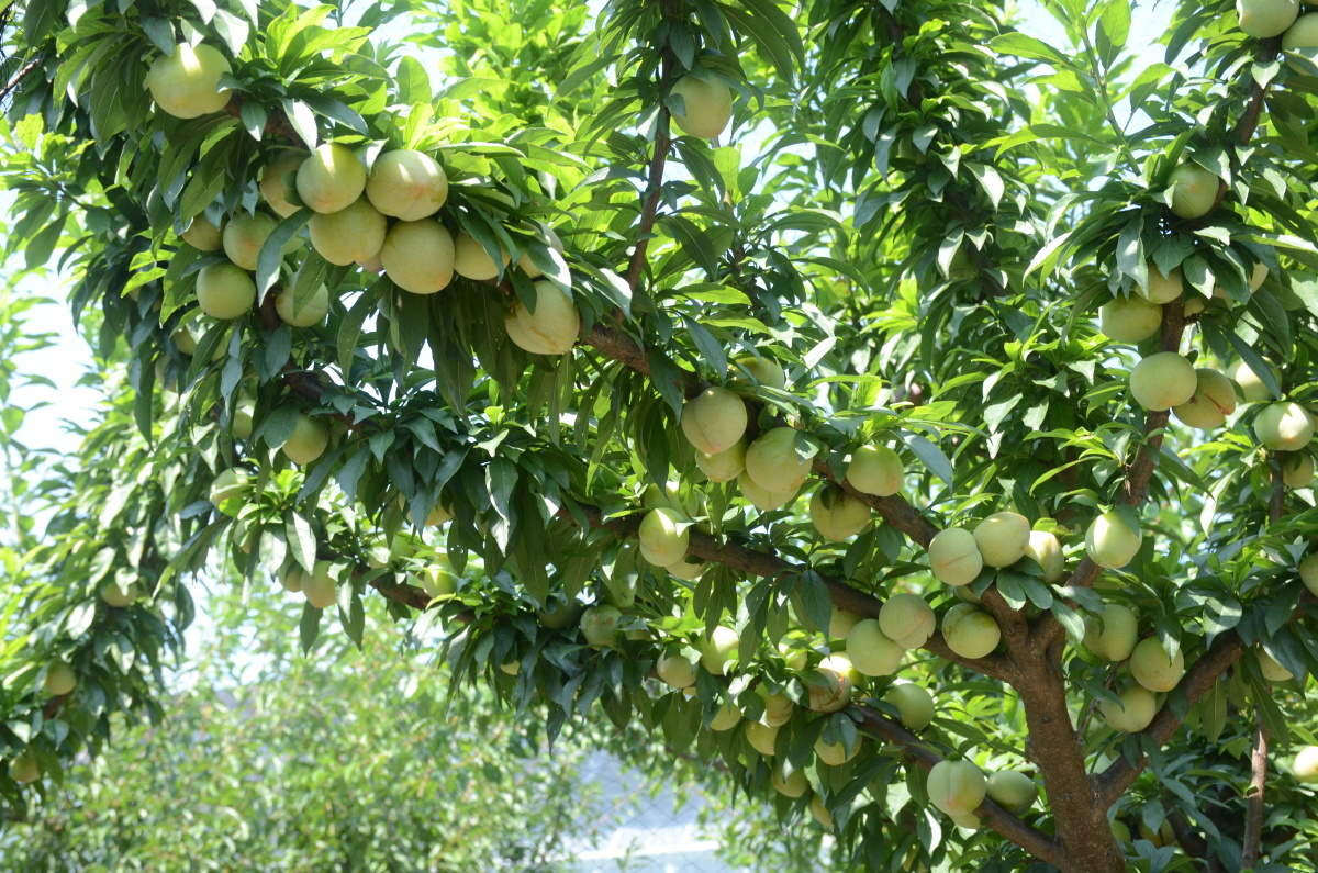 硕果累累桃形李