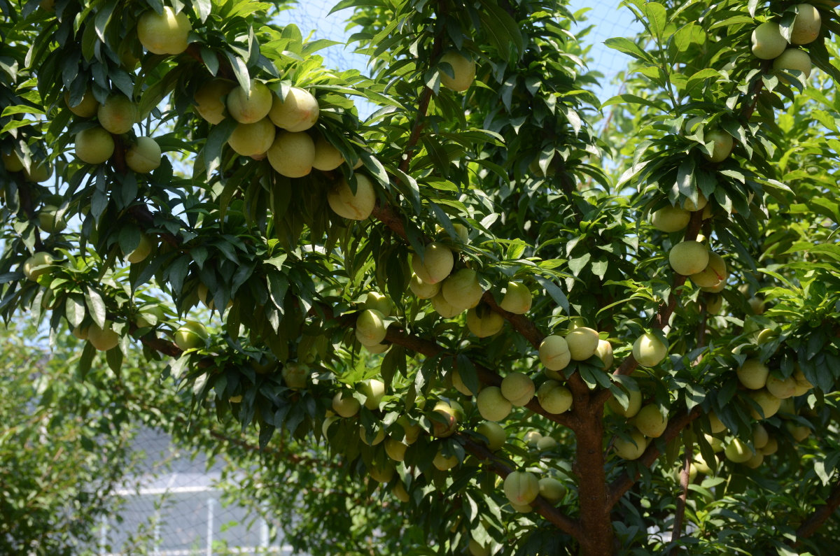 硕果累累桃形李