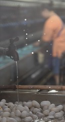 2963917