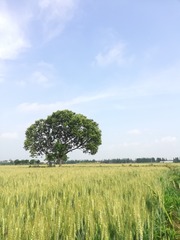 3672581