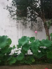 2806788