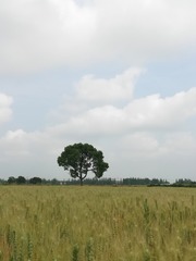 3672584