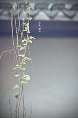 横山桥.春