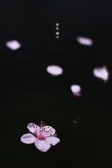 横山桥.春