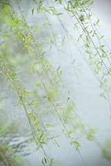 横山桥.春