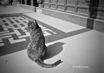 横山桥.猫
