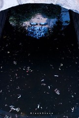 蓝
