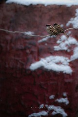 瑞雪