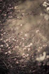 暗香