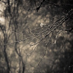 《春雨》