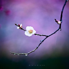 《春雨》
