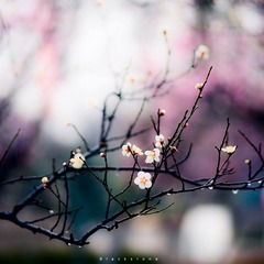 《春雨》