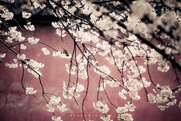 《春雨》