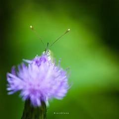 植物向阳 色影芬芳
