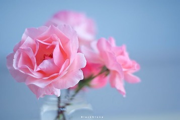 植物向阳 色影芬芳