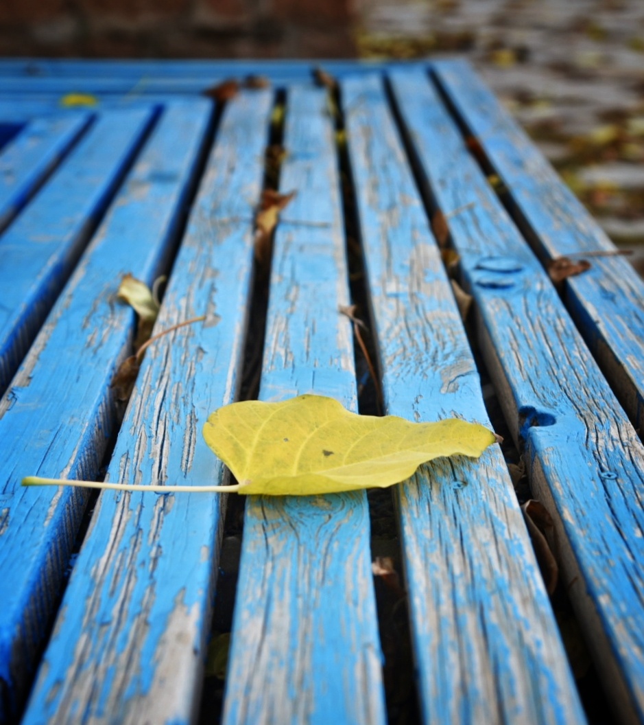 早秋惊落叶飘零似客心一叶落而知天下秋一叶落也知游子情飘零落寞秋天