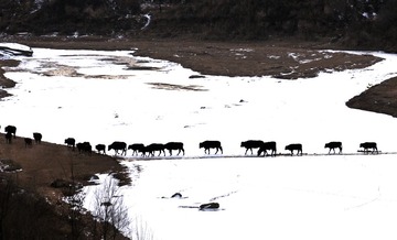 题目：暮归图   拍摄地点：甘泉县六里峁村.jpg