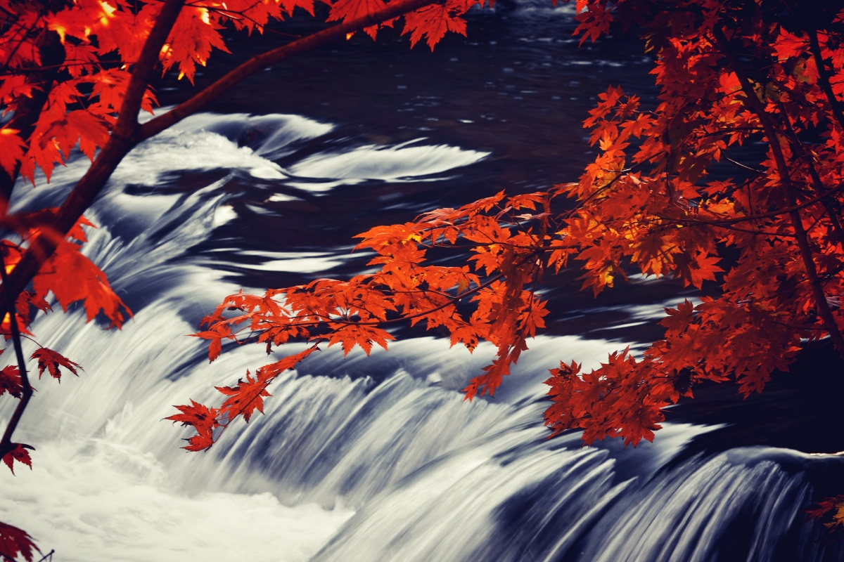 流水潺潺枫叶红