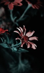 望眼欲穿 2