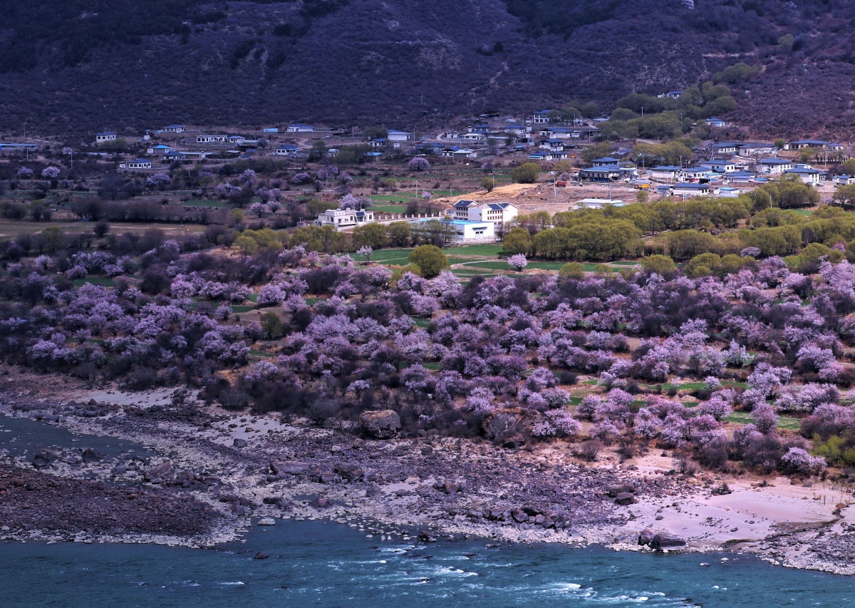 桃花盛开的雅鲁藏布河谷拍于雅鲁藏布江大峡谷索松村