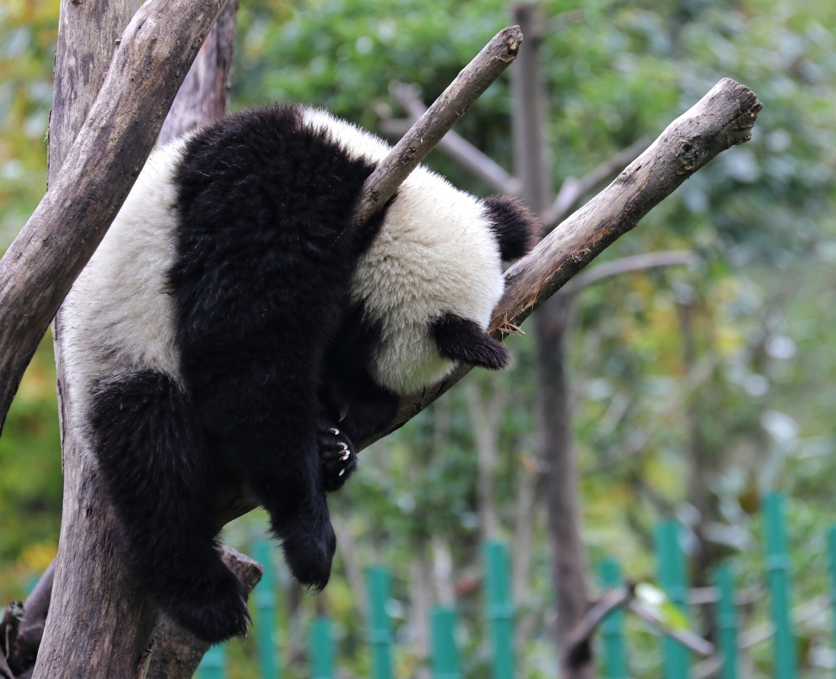 卧龙大熊猫保护区熊猫苑熊猫宝宝的睡姿