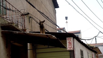 屋顶上的狗